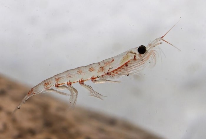 Alasan Kini Saatnya Beralih Konsumsi Krill Oil untuk Jantung Sehat
