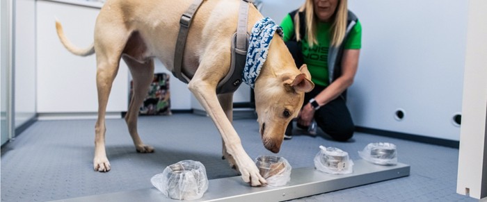Anjing Pengendus Corona Bandara Helsinki, Finlandia memulai program pendeteksi virus Corona dengan menggunakan jasa anjing. Ya para anjing itu diklaim akan bisa mengendus bau Corona dari penumpang di bandara.
