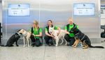 Anjing Pengendus COVID-19 di Bandara