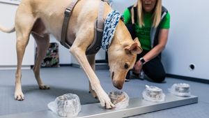 Anjing Pengendus COVID-19 di Bandara