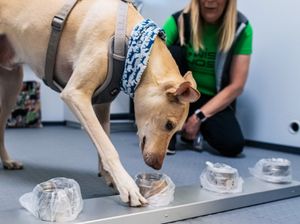 Anjing Pelacak Virus Corona Disebut Lebih Efisien dari PCR
