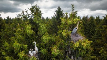 Jawara kategori Wildlife diriah Dmitrii Viliunov. Foto: Drone Photo Awards