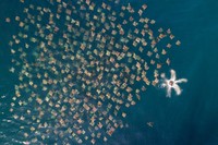 Drone Photo Awardsn 2020