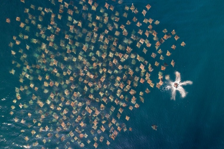 Drone Photo Awardsn 2020