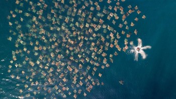 Runner Up kategori Wildlife diraih Mark Carwardine yang menampilkan kawanan ikan pari berenang. Foto: Drone Photo Awards
