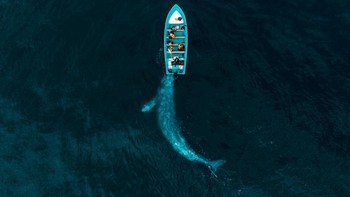  Jawara kategori Nature diraih Joseph Cheires yang menampilkan paus abu-abu yang menggoda turis. Foto: Drone Photo Awards
