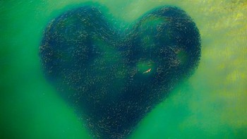Photo of the Year diraih Jim Picot menampikan hiu yang berburu kawanan ikan yang membetuk love. Foto: Drone Photo Awards