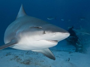 Produksi Vaksin Corona Berdampak Punahnya Ikan Hiu
