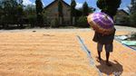 Pandemi Bikin Penjualan Jagung di Grobogan Lesu