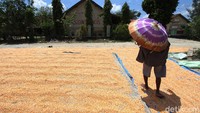 Jagung dalam bentuk pipilan kering ini dijual seharga Rp 36.000.