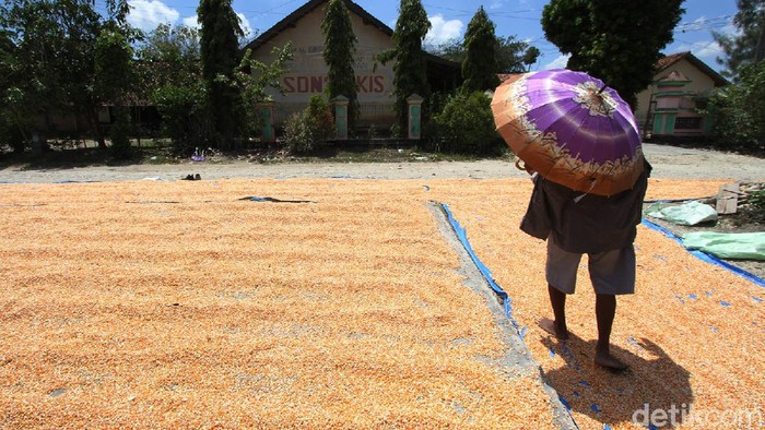 Pandemi Corona masih terus menghantui berbagai sektor perekonomian, salah satunya penjualan jagung kering di Grobogan, Jawa Tengah.