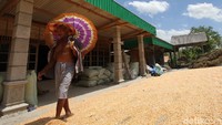 Karena beberapa pabrik yang membeli jagung kering menunda pembelian imbas pengurangan pegawai akibat pandemi.