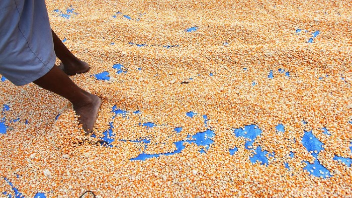 Pandemi Corona masih terus menghantui berbagai sektor perekonomian, salah satunya penjualan jagung kering di Grobogan, Jawa Tengah.