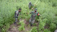 Direktorat Tindak Pidana Narkoba Bareskrim Polri bersama Polda Aceh dan dibantu TNI memusnahkan seluas 10 hektare ladang ganja siap panen termasuk bibit ganja.