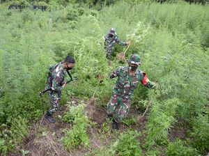 10 Hektare Ladang Ganja di Aceh Dimusnahkan