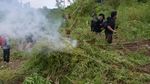 10 Hektare Ladang Ganja di Aceh Dimusnahkan