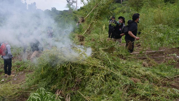 Personel Polri dibantu TNI memusnahkan tanaman ganja (Cannabis sativa) di perbukitan Gunung Seulawah, Pemukiman Lamteuba, Kecamatan Seulimum, Kabupaten Aceh Besar, Aceh, Sabtu (26/9/2020). Direktorat Tindak Pidana Narkoba Bareskrim Polri bersama Polda Aceh dan dibantu TNI memusnahkan seluas 10 hektare ladang ganja siap panen termasuk bibit ganja yang ditemukan di delapan lokasi, sementara pelakunya tidak berhasil ditangkap. ANTATARA FOTO/Ampelsa/wsj.