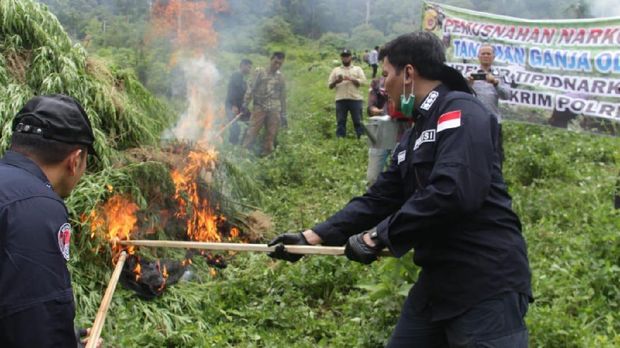 Polisi memusnahkan 10 hektare ladang ganja di Aceh Besar