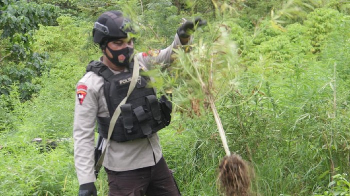 Polisi musnahkan 10 hektare ladang ganja di Aceh Besar