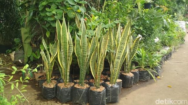 Tanaman Sansevieria atau Lidah Mertua (Ist Detikcom)