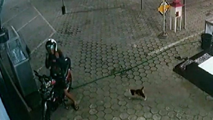 viral pemuda beri makan kucing tiap malam