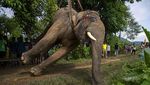 2 Gajah yang Mati Disetrum di India Akhirnya Dimakamkan