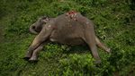 2 Gajah yang Mati Disetrum di India Akhirnya Dimakamkan