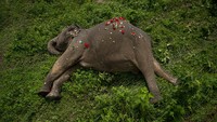 Sejumlah warga menaburkan bunga di atas tubuh jasad gajah yang sudah mati.