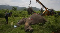 Gajah-gajah liar itu dibawa menggunakan alat berat untuk dimakamkan.