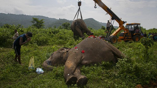 2 Gajah yang Mati Disetrum di India Akhirnya Dimakamkan