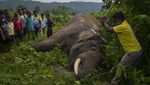 2 Gajah yang Mati Disetrum di India Akhirnya Dimakamkan