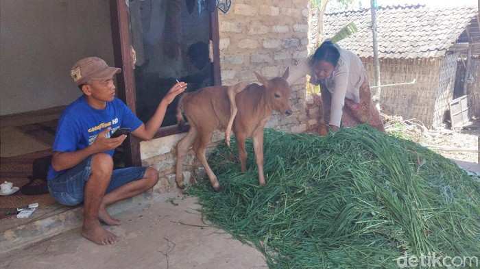 anak sapi berkaki lima