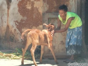 Anak Sapi Berkaki Lima Hebohkan Warga Sumenep
