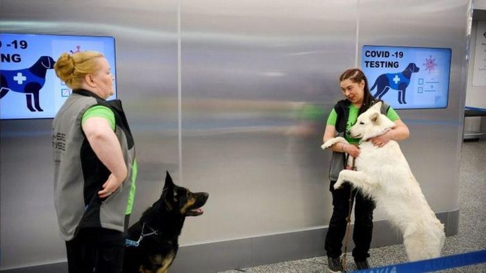 Finlandia Uji Coba Tes Corona Melalui Anjing Pengendus Finlandia melakukan uji coba mendeteksi virus Corona dengan mengandalkan anjing pengendus. Seperti apa cara kerjanya?