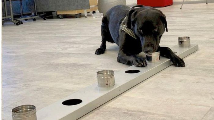 Finlandia Uji Coba Tes Corona Melalui Anjing Pengendus Finlandia melakukan uji coba mendeteksi virus Corona dengan mengandalkan anjing pengendus. Seperti apa cara kerjanya?