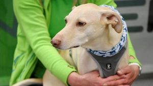 Finlandia Uji Coba Tes Corona Melalui Anjing Pengendus