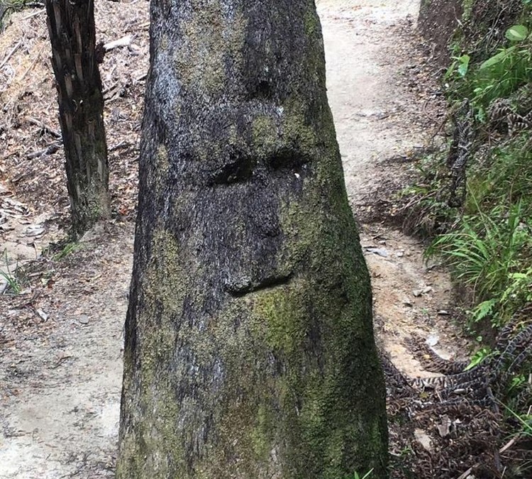 fotoinet pareidolia fotoinet pareidolia