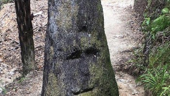 Pareidolia adalah fenomena psikologis melihat bentuk familiar pada objek yang tidak berkaitan. Misalnya melihat wajah pada batu ini. Foto: Brightside