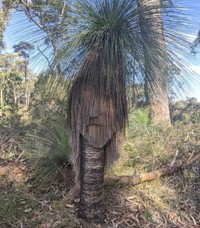 fotoinet pareidolia
