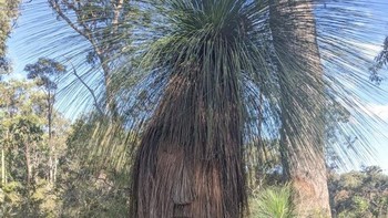 Pohon mirip majah orang ditutupi rambut. Foto: Brightside