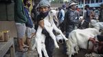 Geliat Jual Beli Kambing di Purworejo Saat Pandemi COVID-19