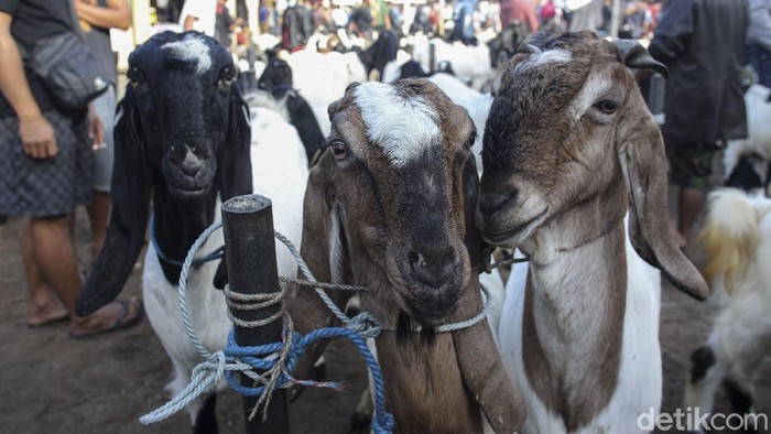 Pandemi COVID-19 tak halangi geliat jual beli kambing di Pasar Pandanrejo, Kaligesing, Purworejo. Sejumlah penjual dan pembeli tampak sibuk beraktivitas di sana