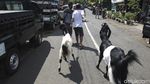 Geliat Jual Beli Kambing di Purworejo Saat Pandemi COVID-19