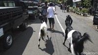 Pedagang dan peternak kambing yang berjualan di pasar tersebut diketahui berasal dari berbagai wilayah seperti Yogyakarta, Jawa Timur, hingga Jawa Barat.