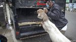 Geliat Jual Beli Kambing di Purworejo Saat Pandemi COVID-19