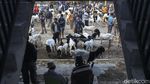 Geliat Jual Beli Kambing di Purworejo Saat Pandemi COVID-19