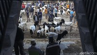 Begini suasana di pasar kambing yang berada di kawasan Purworejo tersebut saat dibuka setiap hari Sabtu.