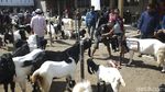 Geliat Jual Beli Kambing di Purworejo Saat Pandemi COVID-19