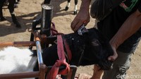Pria berusia 45 tahun itu biasa melakukan beragam perawatan untuk kambing, mulai dari memotong tandung, memotong kuku, hingga mencukur bulu kambing.