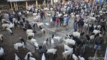 Geliat Jual Beli Kambing di Purworejo Saat Pandemi COVID-19
